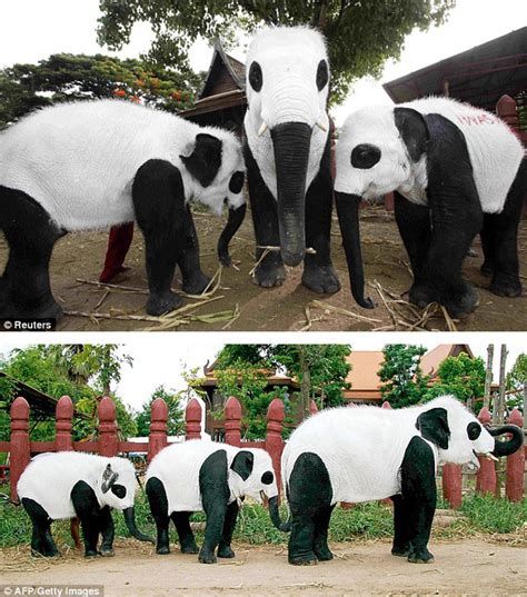 Panda Elephant Pandaphants The Bangkok Zoo Thats What One Must
