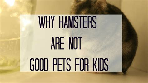 Why Hamsters Arent Good Pets For Kids Youtube
