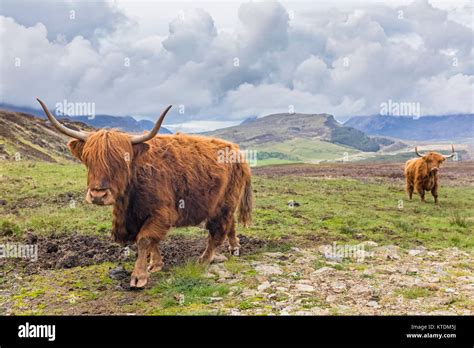Great Britain Scotland Scottish Highlands Highland Cattles Stock