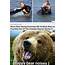 Black Bear Approved  Cute Funny Animals Animal Memes