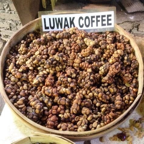 / espresso grind 16 oz. Kopi Luwak: The Civet Coffee Visit in Bali - CoffeeSphere