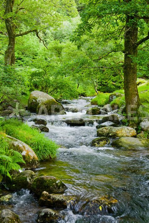 Small Stream In A Forest With Oak Trees Photography Art Prints And