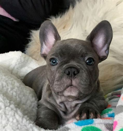 Quality Blue Fawn French Bulldog Puppies