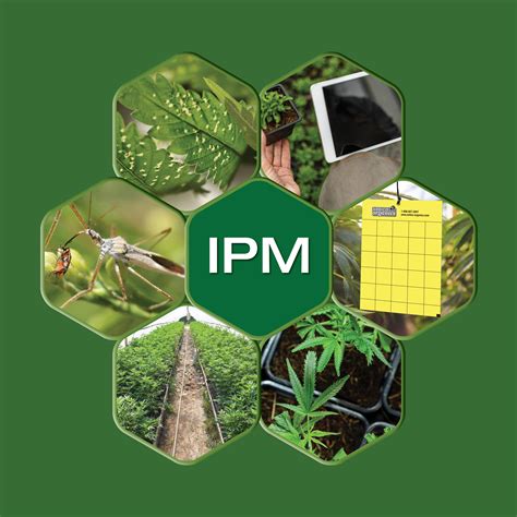 Organic Cannabis Cultivation What Is Integrated Pest Management Ipm