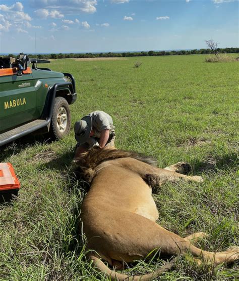 Collaring Lions And Wild Dogs With Mabula Game Reserve