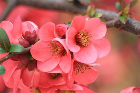 Free Images Blossom Flower Petal Red Produce Color Pink Flora