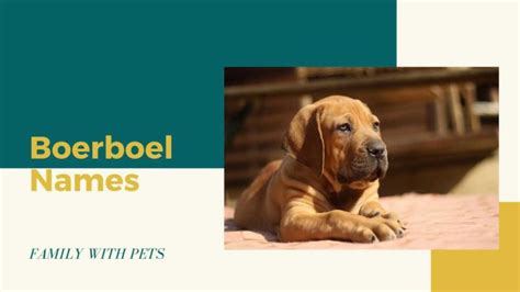 Boerboel Dog Names Male And Female Ultimate List
