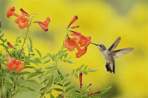 6 Flowers That Attract Hummingbirds To Your Garden Southern Living