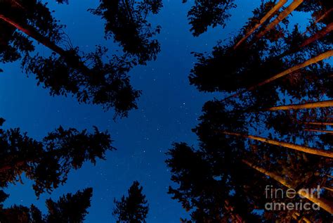 Pine Tree Forest At Night Photograph By Lane Erickson