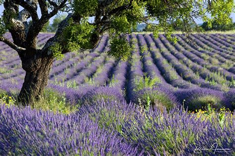 France Lavender Fields Of Provence Photo Workshop