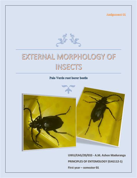 Solution External Morphology Of Insects Studypool