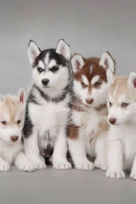 28 Best Images About Husky Puppies On Pinterest I Want Huskies