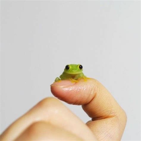 Reia Ⓥ On Twitter In 2021 Cute Reptiles Pet Frogs Frog