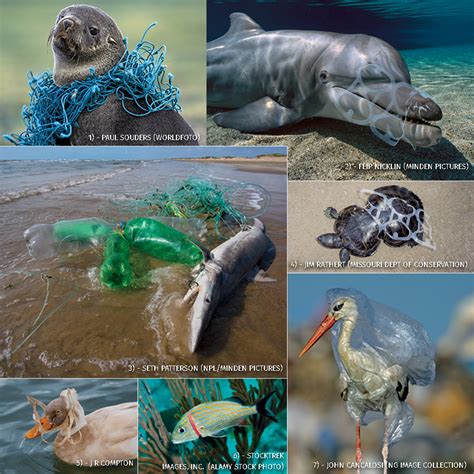 Top 182 Which Animals Are Most Affected By Plastic Pollution