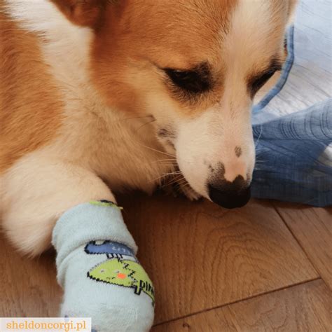 Złamany palec u psa i inne choroby psów — Blog bez ogonka