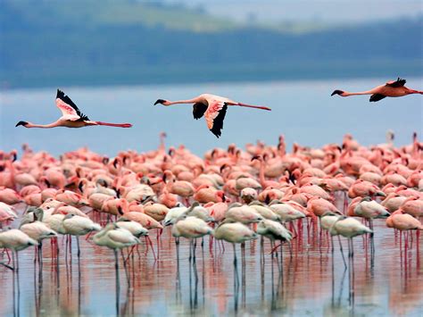 Lake Nakuru National Park Kenya National Park Kenya Safaris