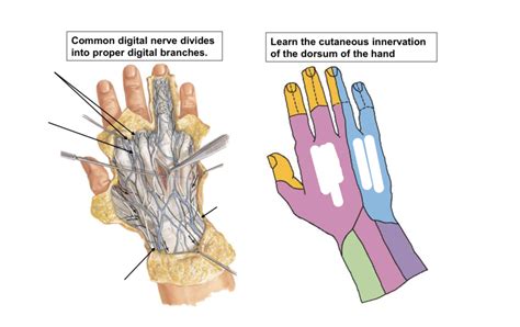 Common Digital And Proper Digital Cutaneous Nerves On Dorsum Of Hand Diagram Quizlet