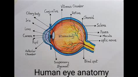 How To Draw Human Eye Diagram Drawing Step By Step L Drawing Of Labeled