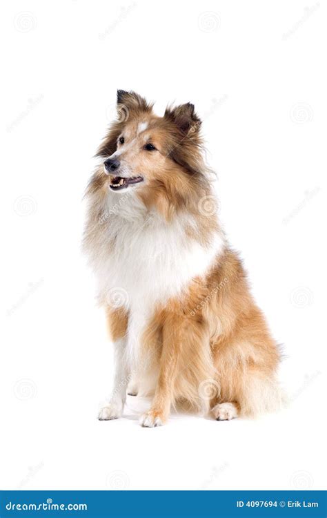 Scottish Collie Dog Stock Photo Image Of Dogs Puppy 4097694