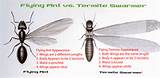 Termite Wings Vs Ant Wings Pictures