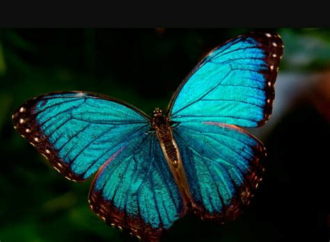 Tornasol Morpho Azul Fotos De Mariposas Imágenes Asombrosas