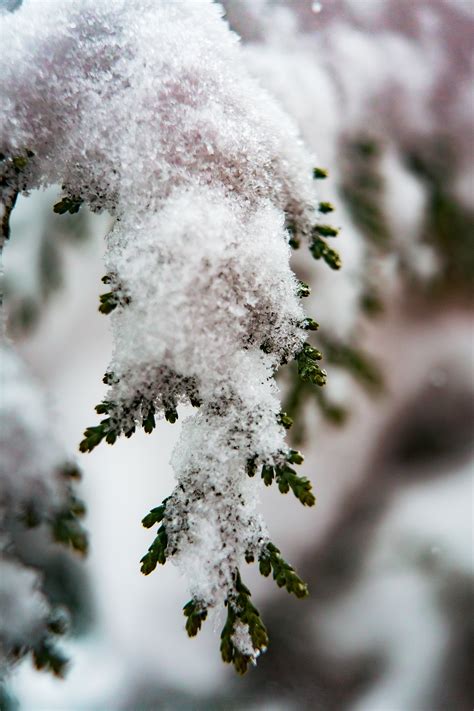 Free Images Frost Snow Freezing Winter Branch Twig Leaf Tree