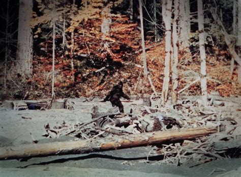 10 Famous Bigfoot Sightings Captured On Film In The Last 50 Years