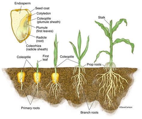 Monocot Germination Corn Seedling Photo Plant Science Botany