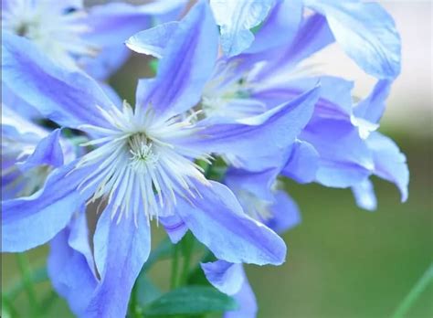 Les Fleurs De Couleur Bleu Le Jardineur