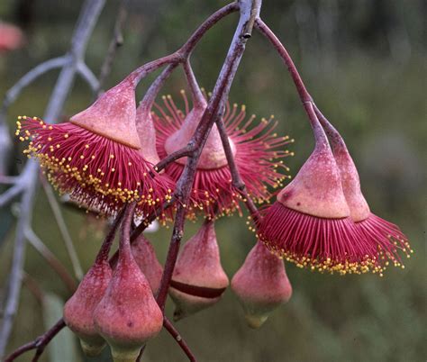 Eucalyptus Flowers Australian Native Beauty
