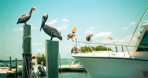 25 Best Things To Do In Islamorada Florida Keys