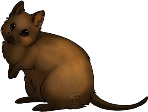 Collection Of Wombat Clipart Free Download Best Wombat Clipart On