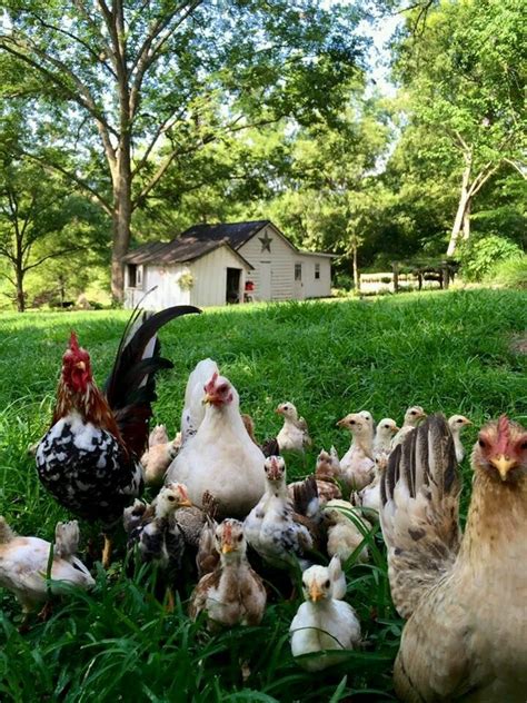 Pin By Kathy Steenbuck On Country Life Farm Chickens Backyard Farm