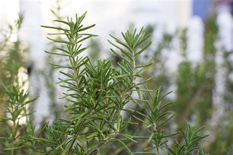Rosemary Plants Care And Growing Guide