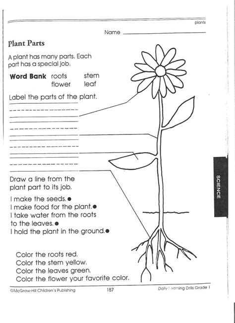 worksheets structure of a plant | Science worksheets, 1st grade science