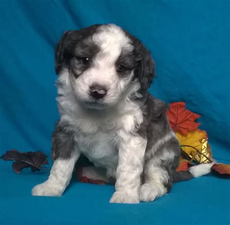 Mini Aussiedoodle Male Blue Merle White Puppy For Sale Snuggles Berl