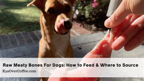 Raw Meaty Bones For Dogs How To Feed And Where To Buy K9sovercoffee