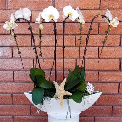 Modern Phalaenopsis Orchid Garden Planter In San Diego Ca House Of