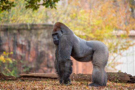 Gorillas At Atlanta Zoo Have Been Infected By Sars Cov 2