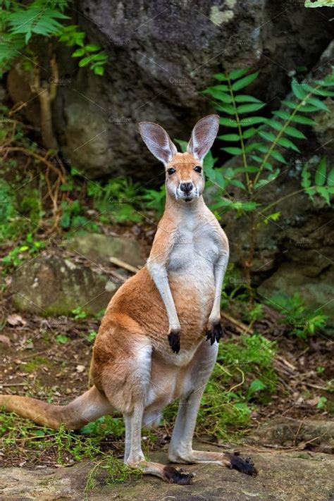 Red Kangaroo Stock Picture Australia Animals Australian Native