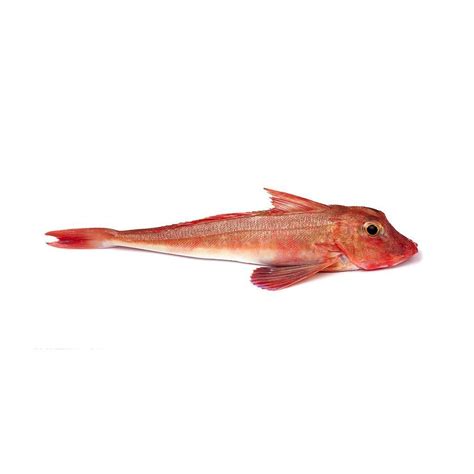 Red Gurnard Supplier From China Ocean Treasure Seafood Experts