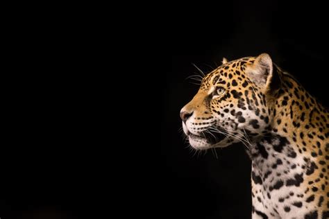 Animal Jaguar Hd Wallpaper