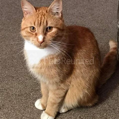 Lost Cat Ginger And White Cat Called Maxson Carlton Area