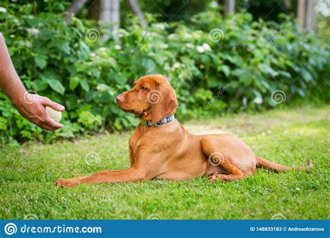 The vizsla is a great field dog, both as a pointer and retriever. Obedience Training. Man Training His Vizsla Puppy The Lie ...