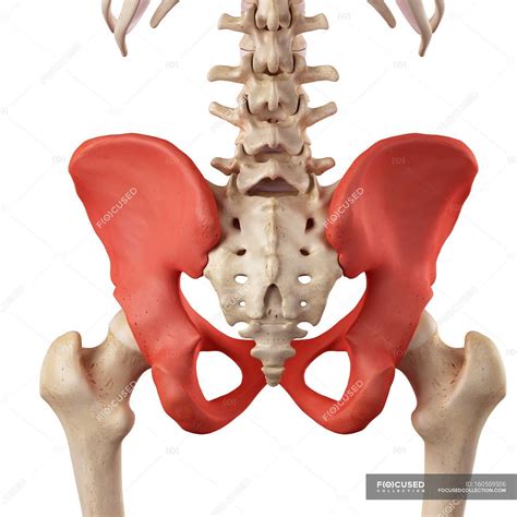 Human Hip Bone Anatomy 1 Its Comparative Level With The Opposite