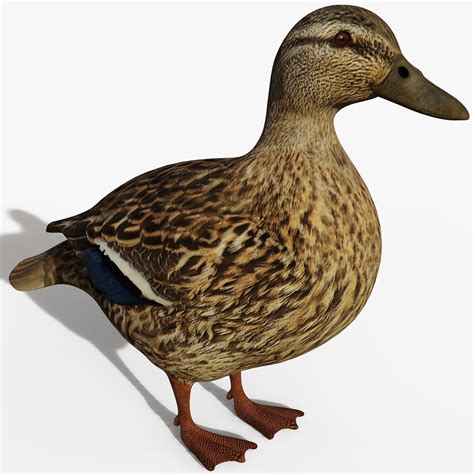 3d Model Realistic Duck Cgtrader