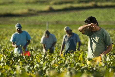 Tips For Finding Reliable Agricultural Workers Guide Growing