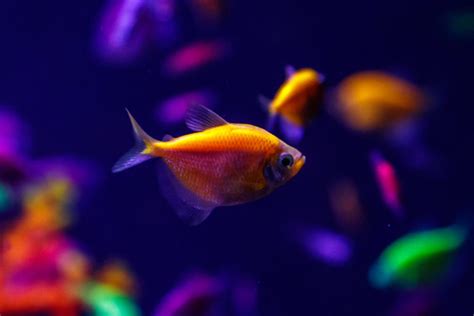 What Are Glofish And How Are They Made A Complete Guide