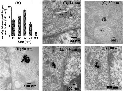 Transmission Electron Microscopy Imaging And Measurements Of Gold