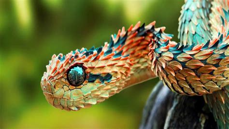 Hasil Gambar Untuk The Bush Viper Weird Animals Cute Reptiles